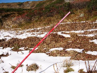 赤いラッカーが吹き付けられた桃色のポール