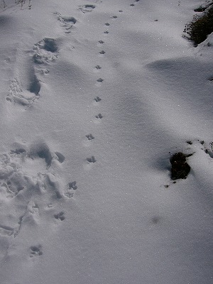 ライチョウの足跡