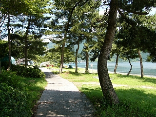 白い石の道。右手に絶妙に幹をくねらせた松並木。