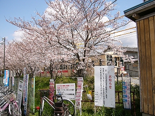 桜と緑の草草、看板群。