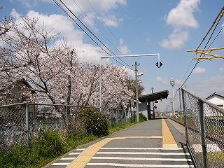 桜並木とホームと青空。