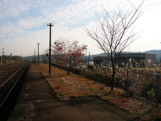 ホームに作られた土の部分。冬枯れの木々が一定の間隔で植えられている。背景にちらほらススキが見られる。