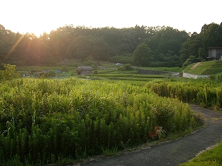 夕日の中の草茂る田んぼ。先には低い雑木林。