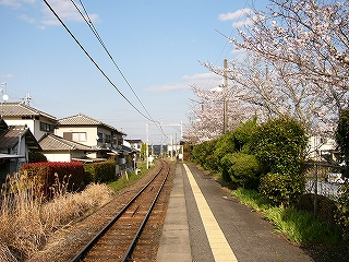 人家、線路内、ホーム、植え込み、桜。