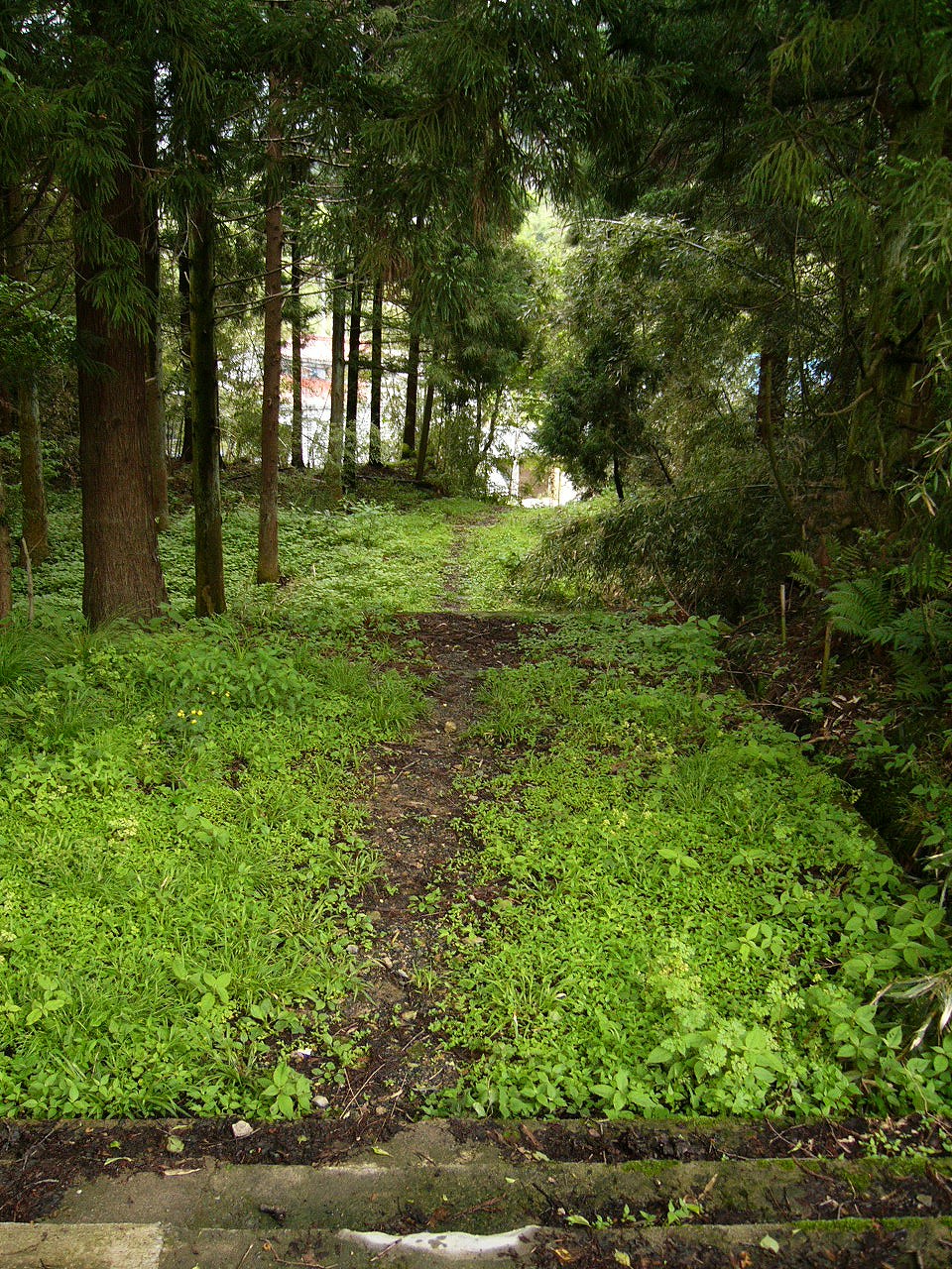 まっすぐの杉木立の中の下り坂