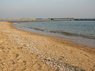 貝が帯をなして打ち寄せられた汀にて。