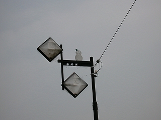 雪だるまを象った薄いプレート。